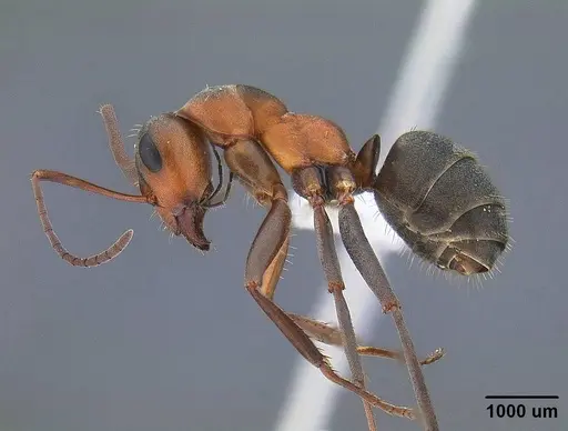 Formica moki - CASENT0221894