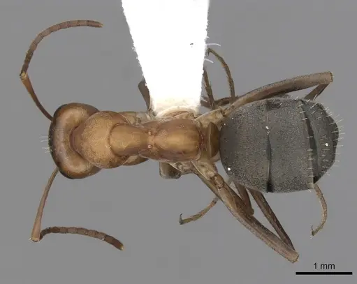 Formica moki - CASENT0280370