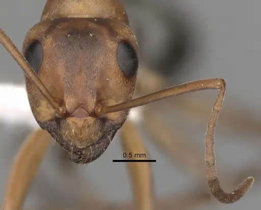 Formica moki - CASENT0280370