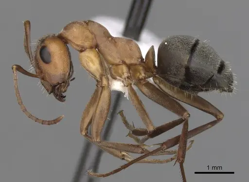 Formica moki - CASENT0280370