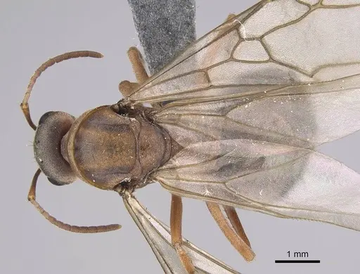 Formica moki - CASENT0770717