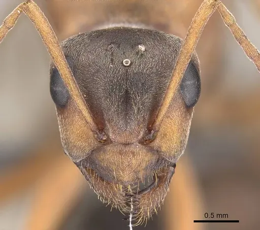 Formica moki - CASENT0770717