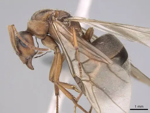 Formica moki - CASENT0770717