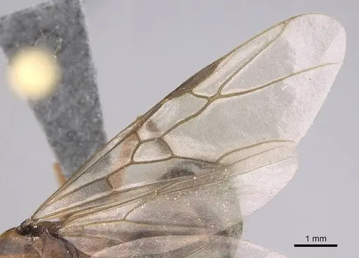 Formica moki - CASENT0770717