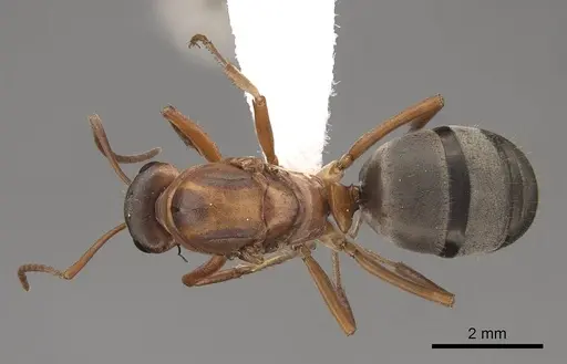 Formica moki - CASENT0843734