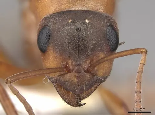 Formica moki - CASENT0843734