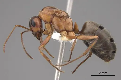 Formica moki - CASENT0843734