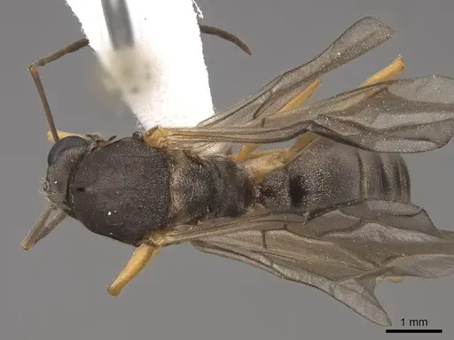 Formica moki - CASENT0843735