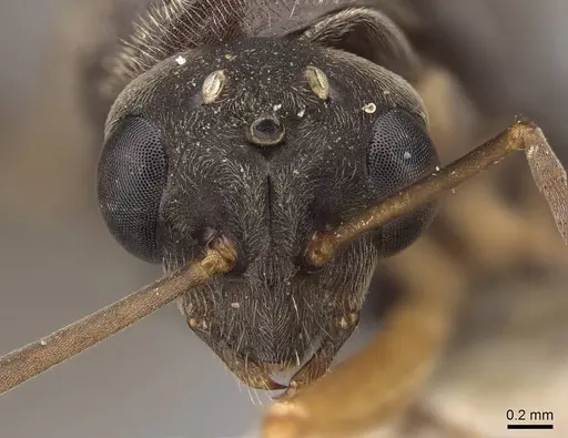 Formica moki - CASENT0843735