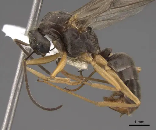 Formica moki - CASENT0843735