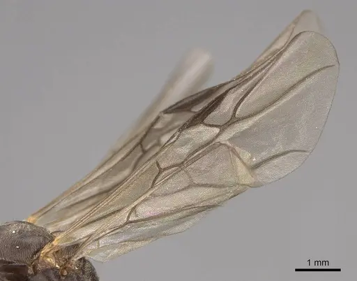 Formica moki - CASENT0843735