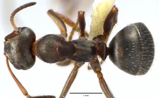 Formica montana specimen