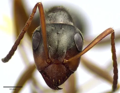 Formica montana specimen