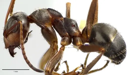 Formica montana specimen