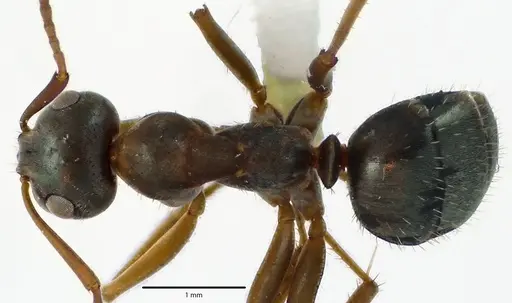 Formica montana - ANTWEB1041657