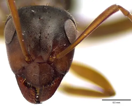 Formica montana - ANTWEB1041657