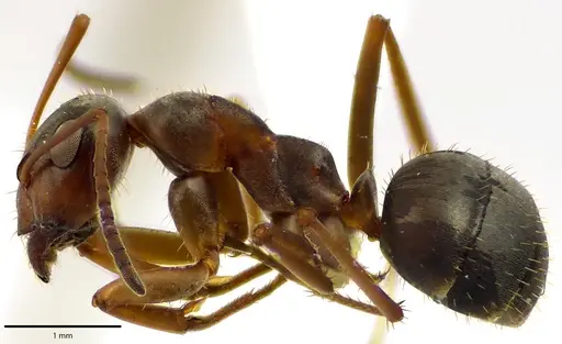 Formica montana - ANTWEB1041657