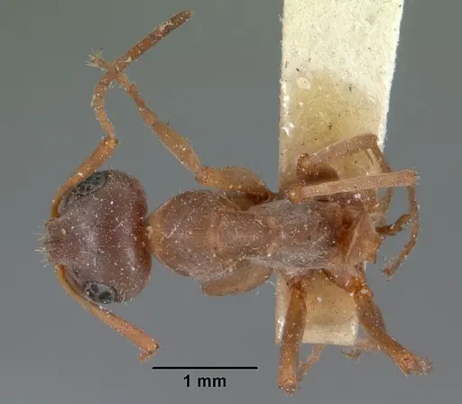 Formica montana - CASENT0102154