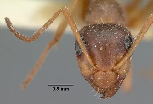 Formica montana - CASENT0102154