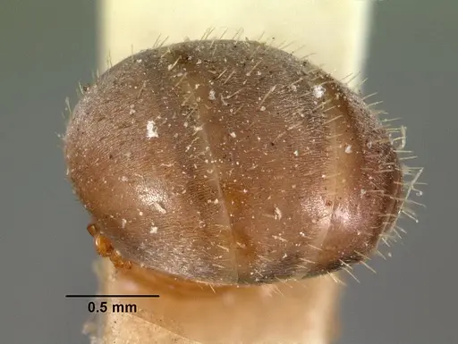 Formica montana - CASENT0102154