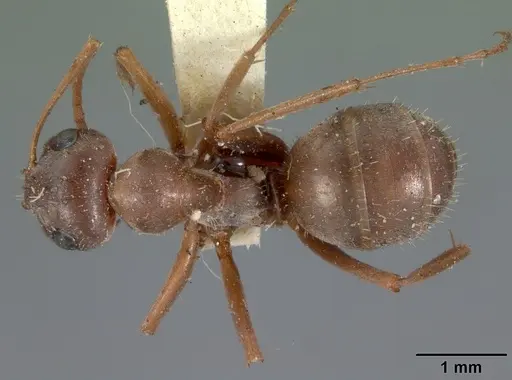 Formica montana - CASENT0102155