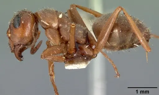 Formica montana - CASENT0102155