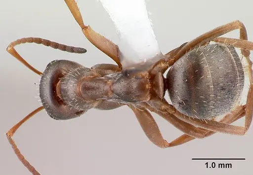 Formica montana - CASENT0179613