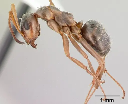 Formica montana - CASENT0179613