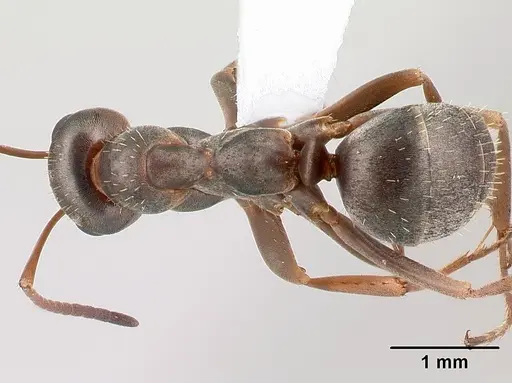 Formica montana - CASENT0179848