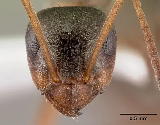 Formica montana - CASENT0179848