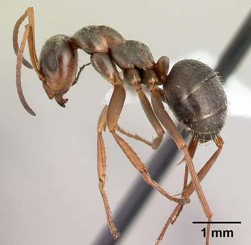 Formica montana - CASENT0179848