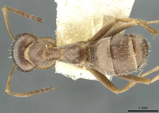 Formica montana - CASENT0912250