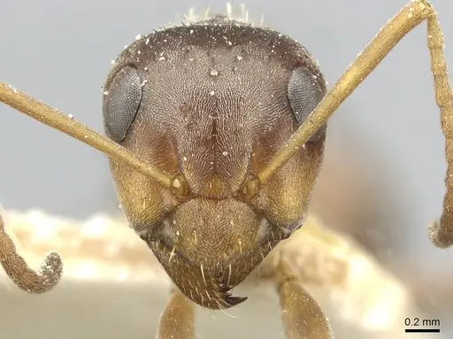 Formica montana - CASENT0912250