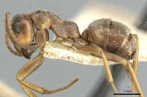 Formica montana - CASENT0912250