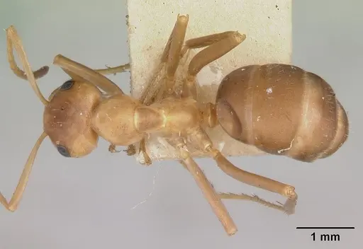 Formica morsei specimen