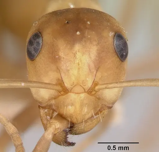 Formica morsei specimen