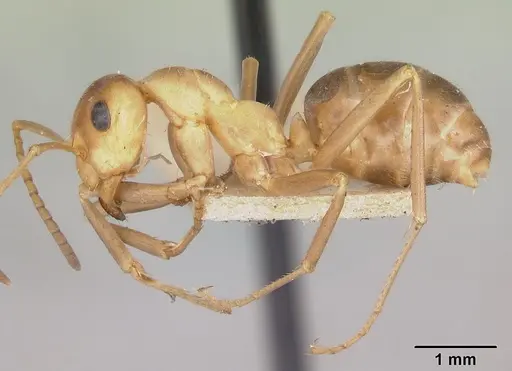 Formica morsei specimen