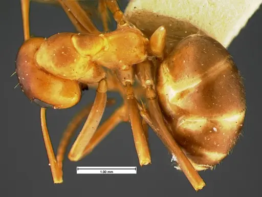 Formica morsei - CASENT0105604