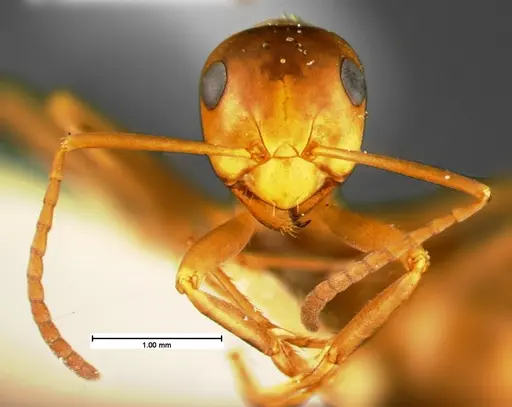 Formica morsei - CASENT0105604