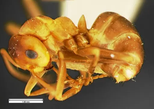 Formica morsei - CASENT0105604