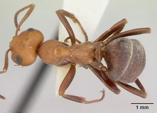 Formica mucescens specimen