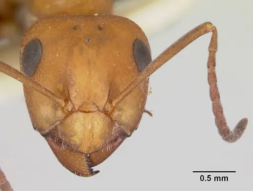 Formica mucescens specimen