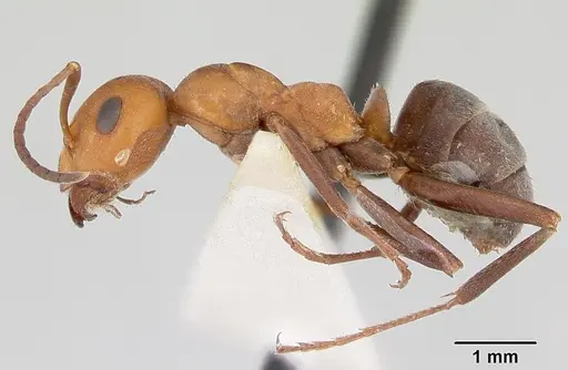 Formica mucescens specimen