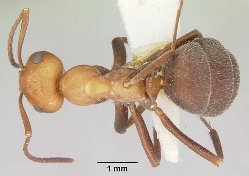 Formica mucescens - CASENT0103492