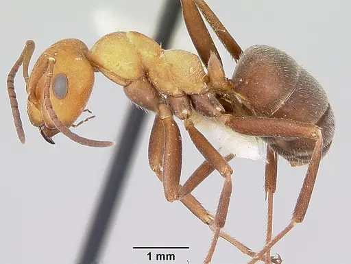 Formica mucescens - CASENT0103492