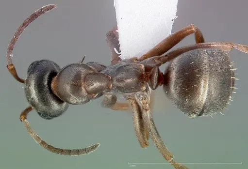 Formica neoclara specimen