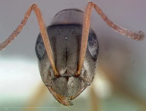 Formica neoclara specimen