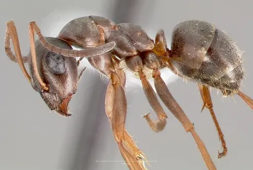 Formica neoclara specimen