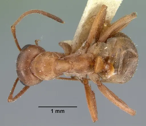 Formica neoclara - CASENT0102157