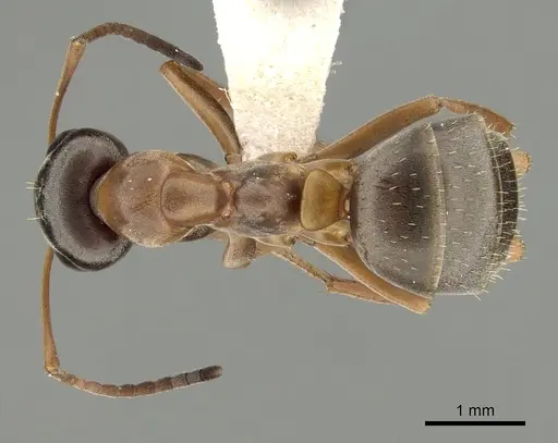 Formica neoclara - CASENT0280351